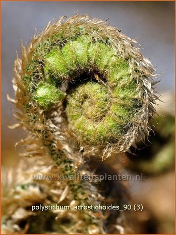 Polystichum acrostichoides | Naaldvaren | Amerikanischer Weihnachtsfarn