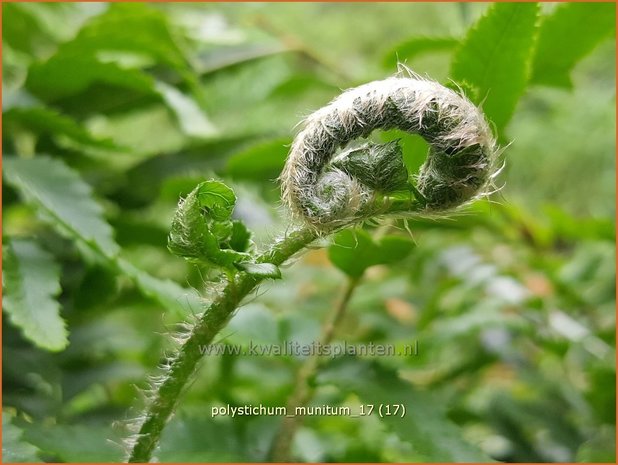 Polystichum munitum | Zwaardvaren, Naaldvaren | Schwertfarn