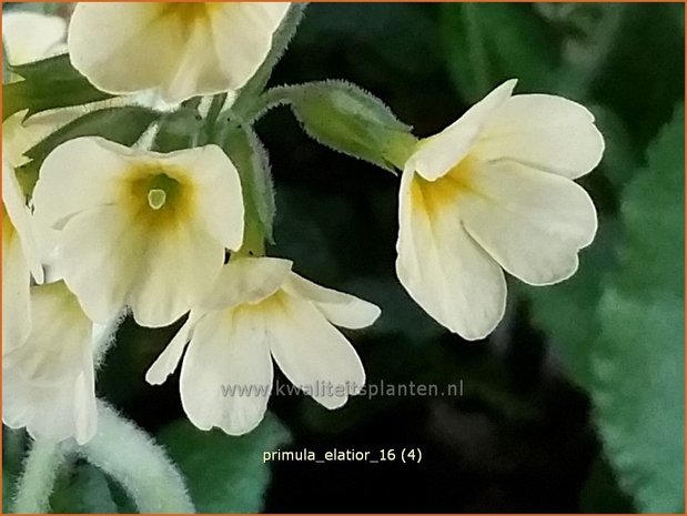 Primula elatior | Slanke sleutelbloem, Sleutelbloem | Waldschlüsselblume