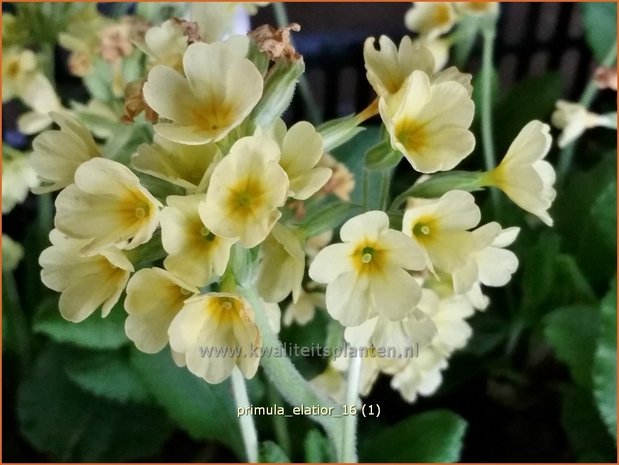 Primula elatior | Slanke sleutelbloem, Sleutelbloem | Waldschlüsselblume