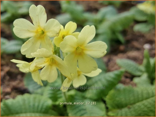 Primula elatior | Slanke sleutelbloem, Sleutelbloem | Waldschlüsselblume