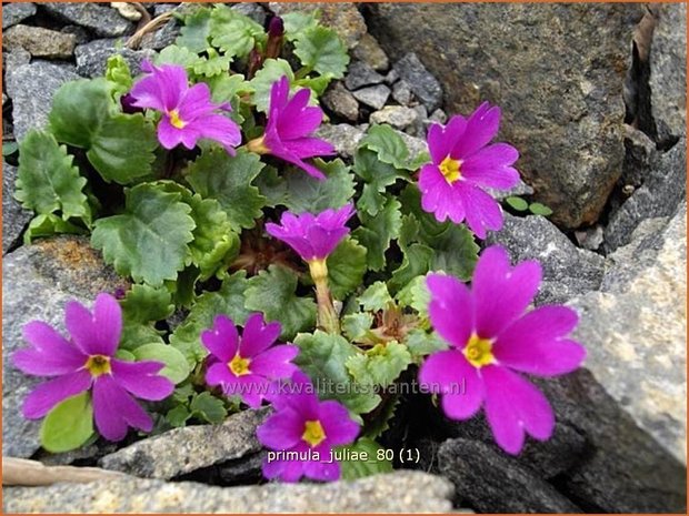 Primula juliae | Sleutelbloem | Teppich-Primel