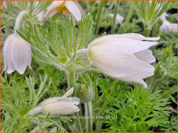 Pulsatilla vulgaris 'Alba' | Wildemanskruid | Gewöhnliche Kuhschelle