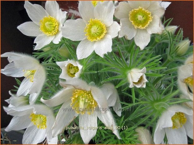 Pulsatilla vulgaris 'Alba' | Wildemanskruid | Gewöhnliche Kuhschelle