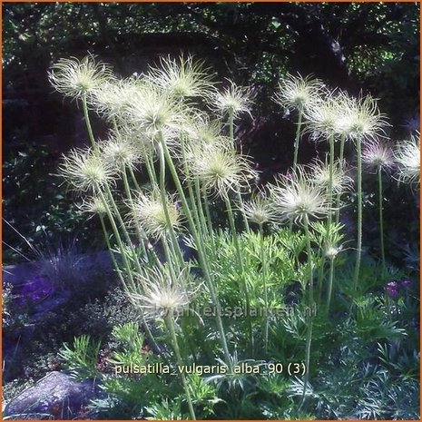 Pulsatilla vulgaris 'Alba' | Wildemanskruid | Gewöhnliche Kuhschelle