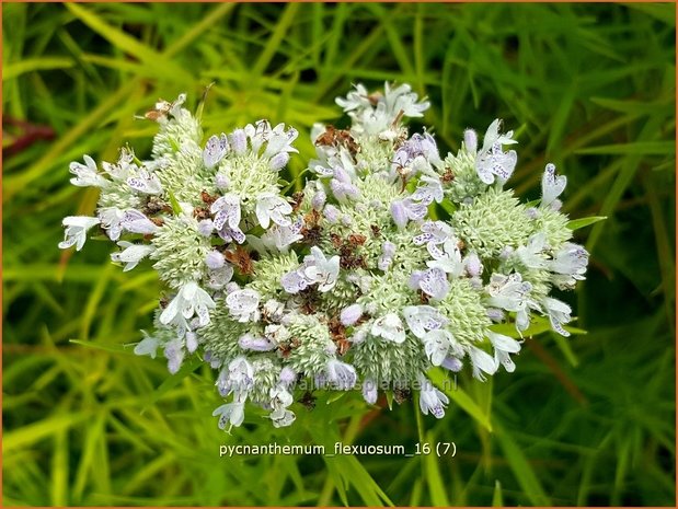 Pycnanthemum flexuosum | Ranke bergmunt, Bergmunt | Dünnblättrige Scheinbergminze