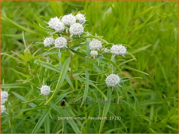 Pycnanthemum flexuosum | Ranke bergmunt, Bergmunt | Dünnblättrige Scheinbergminze