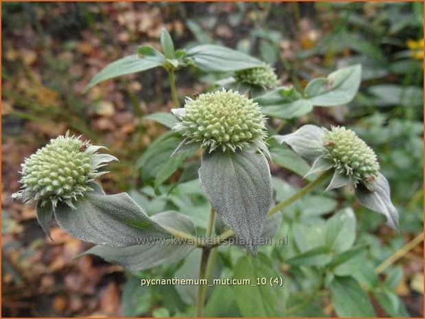 Pycnanthemum muticum | Bergmunt | Grannenlose Scheinbergminze