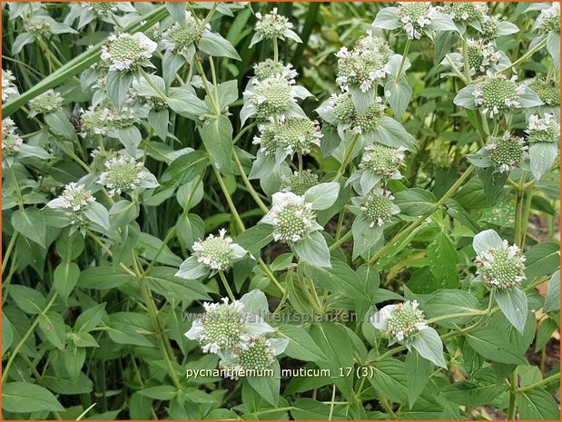 Pycnanthemum muticum | Bergmunt | Grannenlose Scheinbergminze