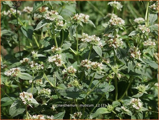 Pycnanthemum muticum | Bergmunt | Grannenlose Scheinbergminze