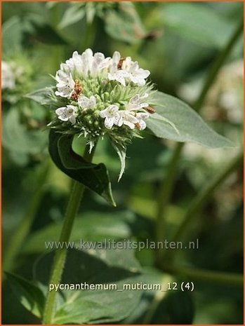 Pycnanthemum muticum | Bergmunt | Grannenlose Scheinbergminze