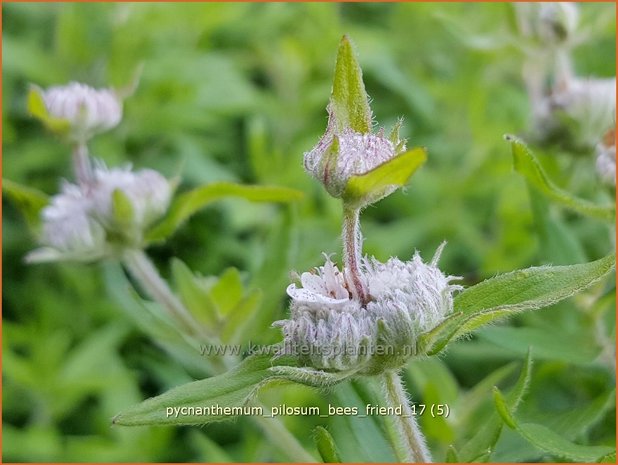 Pycnanthemum pilosum 'Bees' Friend' | Bergmunt | Behaarte Scheinbergminze