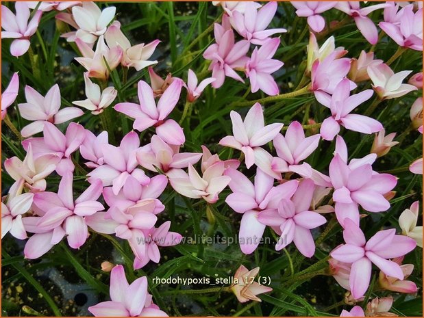 Rhodohypoxis 'Stella' | Roodsterretje, Sterretjesgras | Grasstern