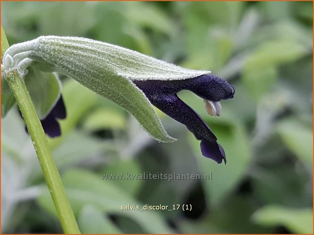 Salvia discolor | Zwarte salvia, Salie, Salvia | Peruanischer Salbei