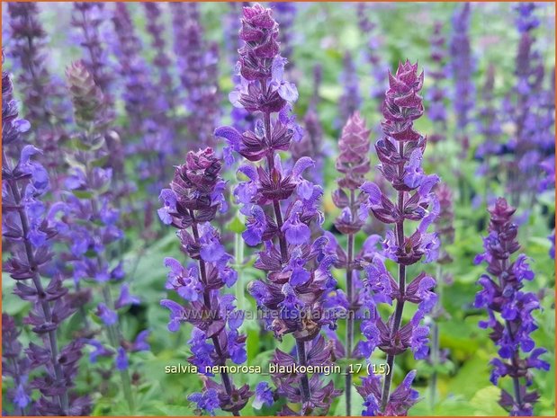 Salvia nemorosa 'Blaukönigin' | Bossalie, Salie, Salvia | Steppensalbei