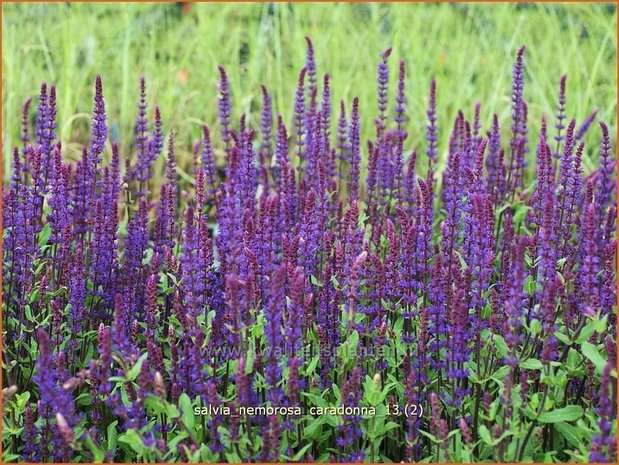 Salvia nemorosa 'Caradonna' | Bossalie, Salie, Salvia | Steppensalbei