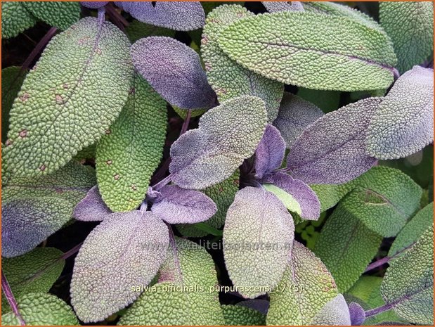 Salvia officinalis 'Purpurascens' | Echte salie, Keukensalie, Salie, Salvia | Echter Salbei