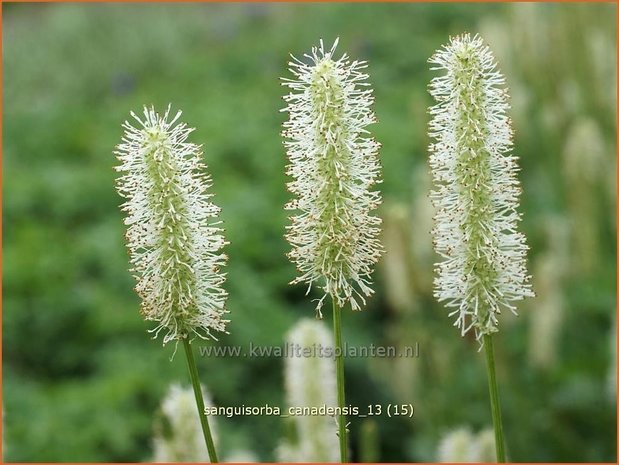Sanguisorba canadensis | Pimpernel, Sorbenkruid | Kanadischer Wiesenknopf