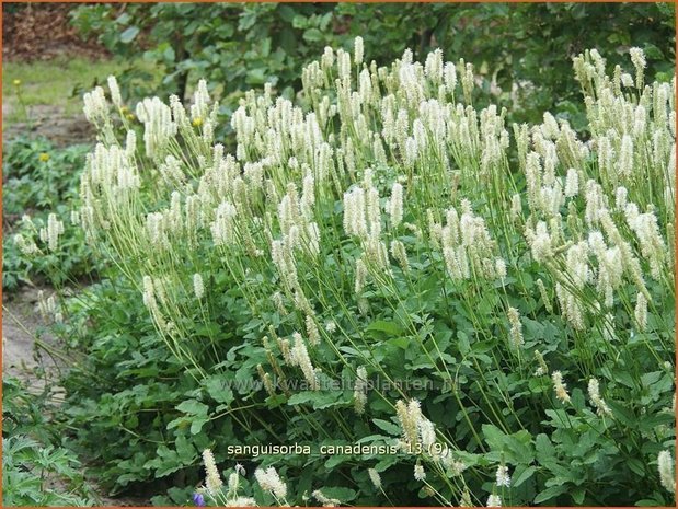 Sanguisorba canadensis | Pimpernel, Sorbenkruid | Kanadischer Wiesenknopf