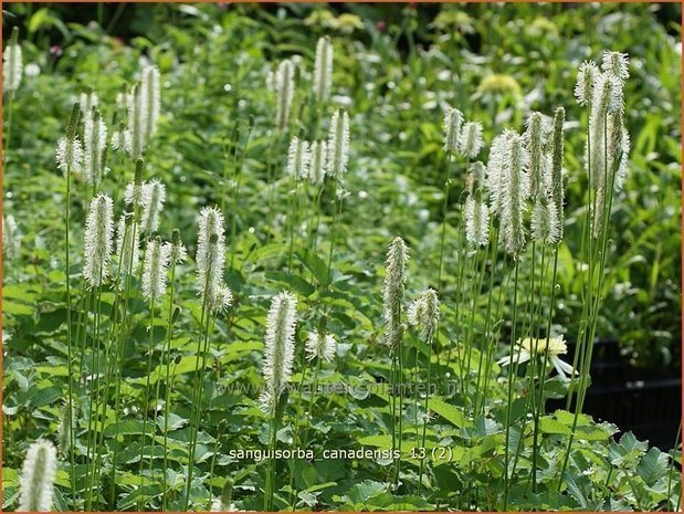Sanguisorba canadensis | Pimpernel, Sorbenkruid | Kanadischer Wiesenknopf