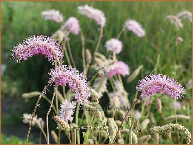 Sanguisorba obtusa | Pimpernel, Sorbenkruid | Japanischer Wiesenknopf