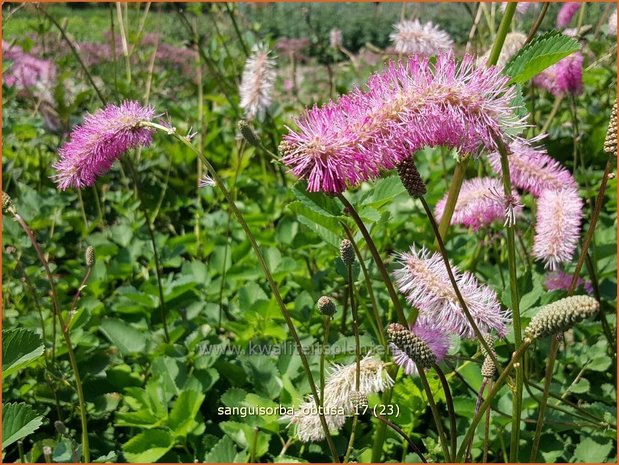 Sanguisorba obtusa | Pimpernel, Sorbenkruid | Japanischer Wiesenknopf