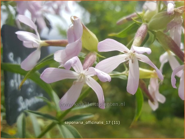 Saponaria officinalis | Zeepkruid | Echtes Seifenkraut