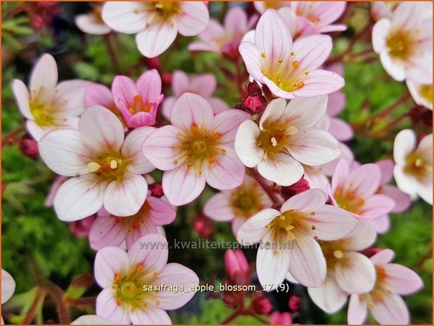 Saxifraga 'Apple Blossom' | Mossteenbreek, Steenbreek | Moos-Steinbrech