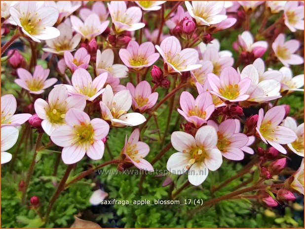 Saxifraga 'Apple Blossom' | Mossteenbreek, Steenbreek | Moos-Steinbrech