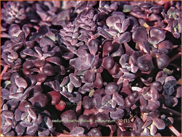 Sedum spathulifolium 'Purpureum' | Vetkruid | Colorado-Fettblatt