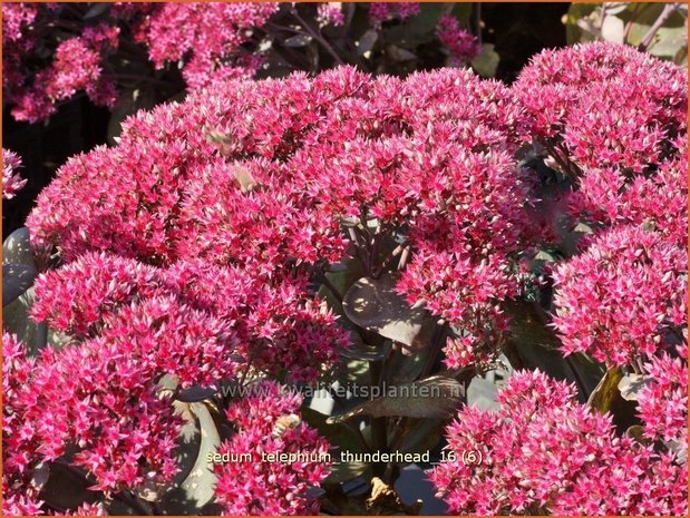 Sedum telephium 'Thunderhead' | Hemelsleutel, Vetkruid | Grosse Fetthenne