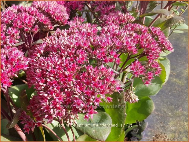 Sedum telephium 'Thunderhead' | Hemelsleutel, Vetkruid | Grosse Fetthenne