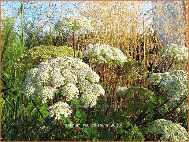 Selinum wallichianum | Karwijselie | Feinblättrige Silge