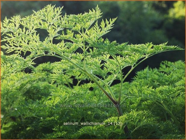 Selinum wallichianum | Karwijselie | Feinblättrige Silge