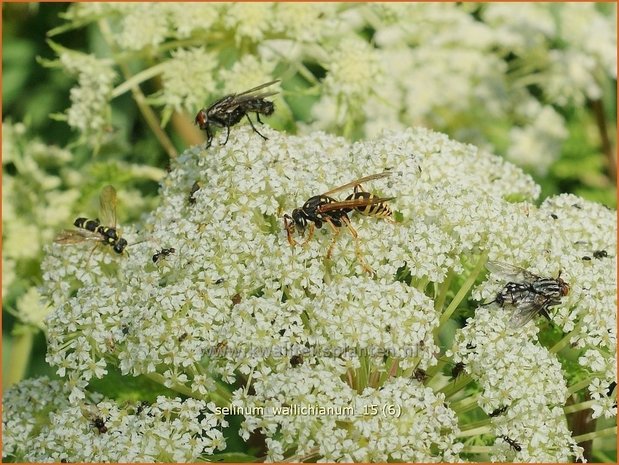 Selinum wallichianum | Karwijselie | Feinblättrige Silge