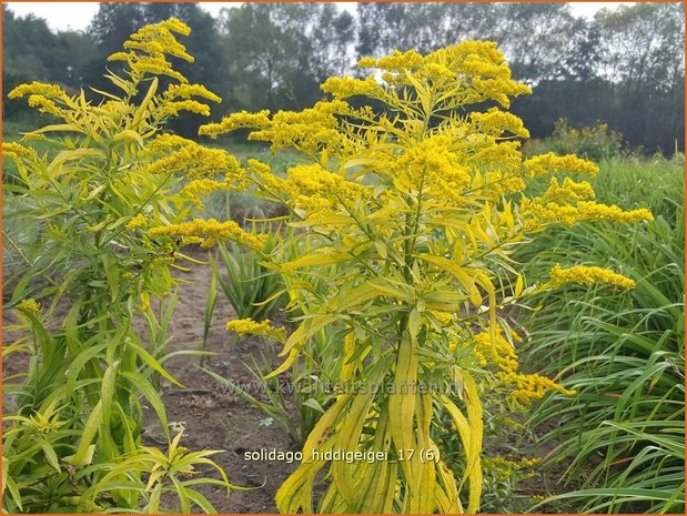 Solidago 'Hiddigeigei' | Guldenroede | Goldrute