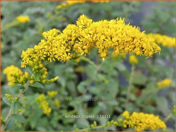 Solidago rugosa | Guldenroede | Raue Goldrute