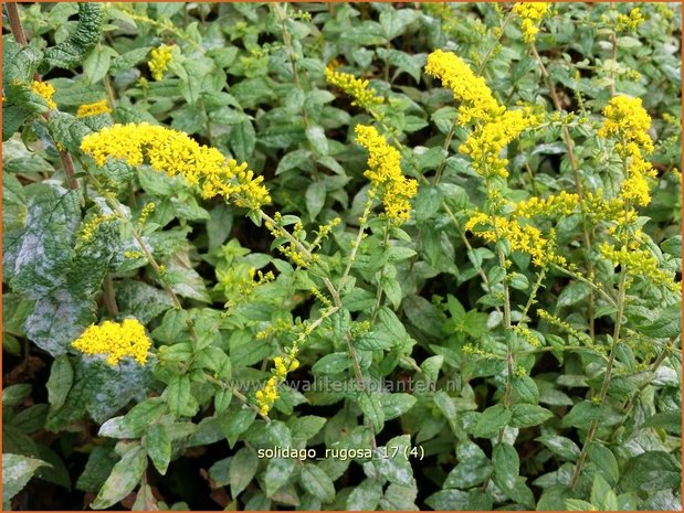 Solidago rugosa | Guldenroede | Raue Goldrute