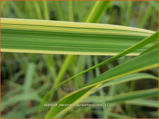 Spartina pectinata 'Aureomarginata' | Slijkgras | Kamm-Schlickgras