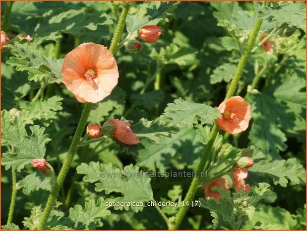 Sphaeralcea 'Childerley' | Knotsmalva | Kugelmalve