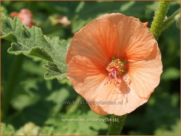 Sphaeralcea 'Childerley' | Knotsmalva | Kugelmalve