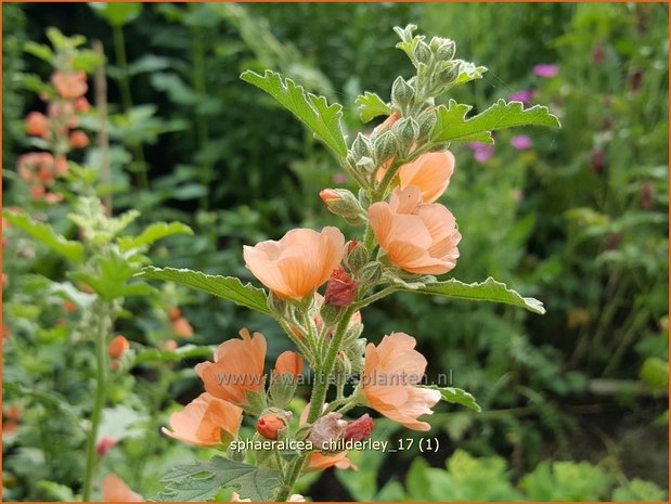 Sphaeralcea 'Childerley' | Knotsmalva | Kugelmalve