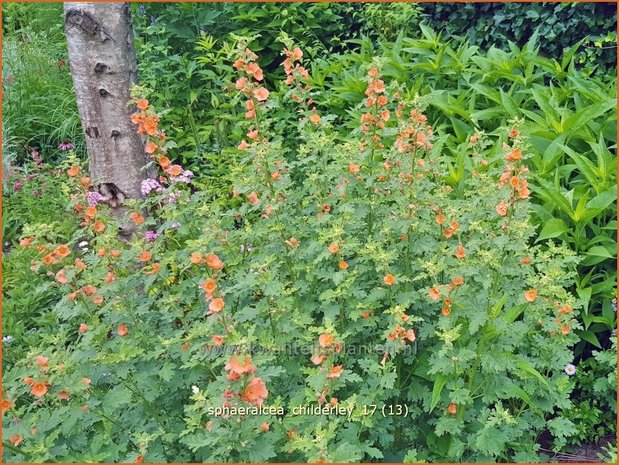 Sphaeralcea 'Childerley' | Knotsmalva | Kugelmalve