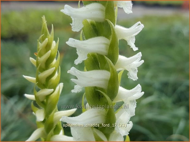 Spiranthes 'Chadd's Ford' | Schroeforchis, Orchidee | Wendelorchis