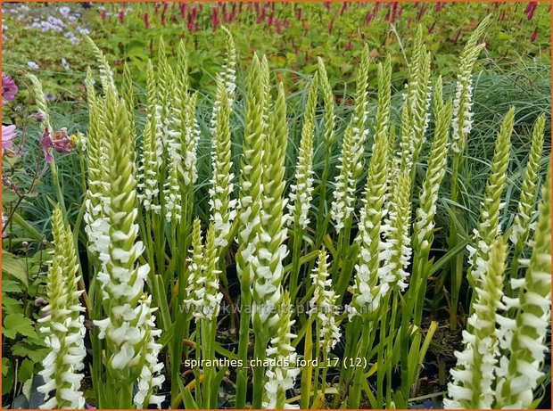 Spiranthes 'Chadd's Ford' | Schroeforchis, Orchidee | Wendelorchis