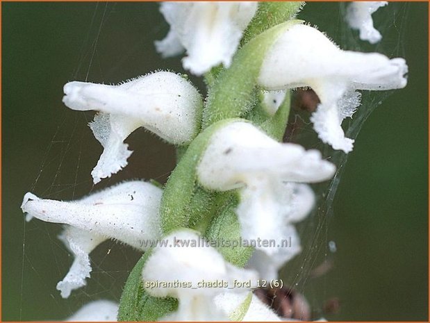 Spiranthes 'Chadd's Ford' | Schroeforchis, Orchidee | Wendelorchis