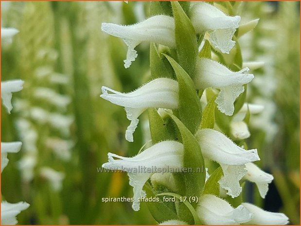 Spiranthes 'Chadd's Ford' | Schroeforchis, Orchidee | Wendelorchis