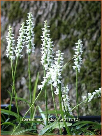 Spiranthes 'Chadd's Ford' | Schroeforchis, Orchidee | Wendelorchis
