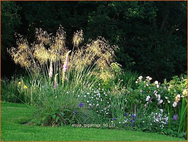 Stipa gigantea | Straalhaver, Vedergras | Riesen-Federgras