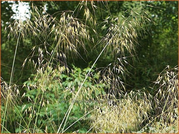 Stipa gigantea | Straalhaver, Vedergras | Riesen-Federgras